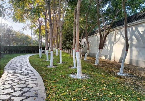 市林草局园林绿化大队有序开展树木涂白工作 筑牢冬季绿化养护“防护墙”