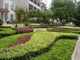 潍坊丽景园林 2009年园林绿化工程的实践与传承