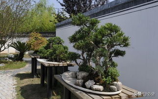 园林绿化中盆景 有限空间里的不朽艺术与现代价值